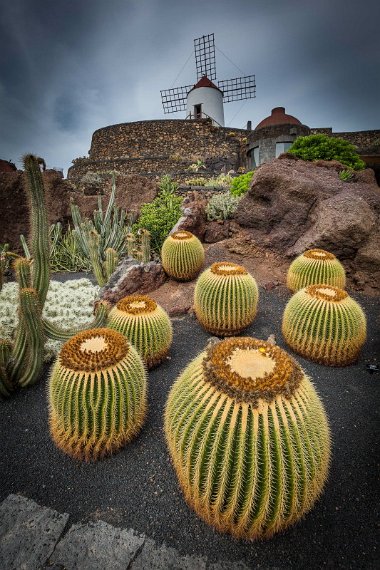 021 Lanzarote, Cactustuin.jpg